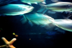 fast-fish