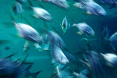 jonathan-livingstone-fish