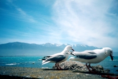kaikoura-seagulls-02