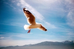 nz-kaikoura-seagull