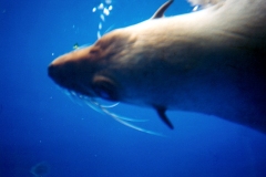 seal-sydney