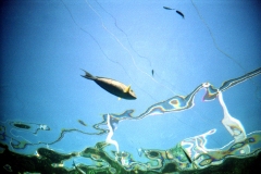 squiggle-fish-01
