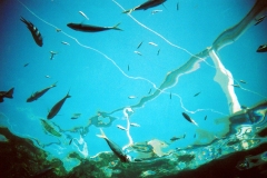 squiggle-fish-02
