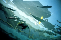 squiggle-fish-03