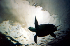 turtle