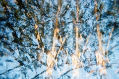 photosynthesis