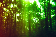 trees
