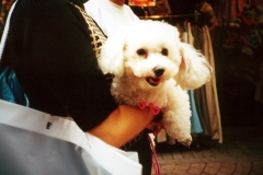 tokyo-puppy