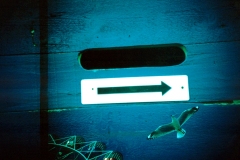 gull-arrow