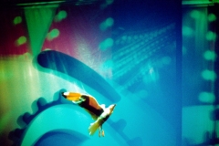 seagull-luna-park